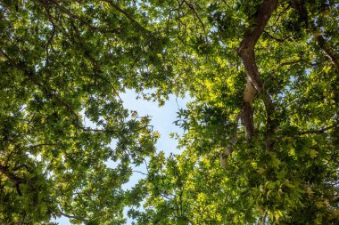Uçak ağacı, süslemeli Yunan platanus orientalisi arka planda dallar bırakır. Çınar yeşilliğinin açılışından geçen güneş ışınları. Görüntü altında