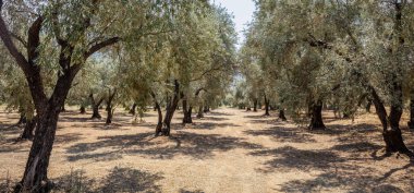 Zeytinlik. Arka planda zeytin ağaçları var. Sağlıklı meyve, organik gıda, Yunan yağı, antioksidan özellikleri