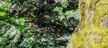 Ağaç kabuğunda yeşil sarı liken. Mantarlar, odun yüzeyinde büyüyen yosunlar. Yeşil bitkiler doğa arka planı