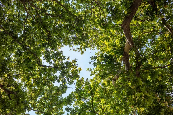Uçak ağacı, süslemeli Yunan platanus orientalisi arka planda dallar bırakır. Çınar yeşilliğinin açılışından geçen güneş ışınları. Görüntü altında