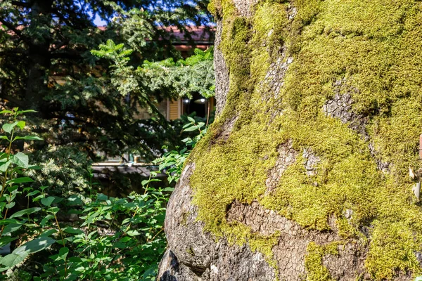 Groen Korstmos Xanthoria Parietina Grijze Boomschors Close Van Schimmels Mos — Stockfoto