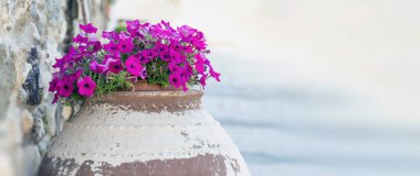 Petunia hybrida surfinia çiçeği, seramik kapta morumsu bitki rengi. Yunan adasında taze açan menekşeleri kapatın. Boş arkaplan, boşluğu kopyala