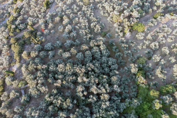 橄榄树空中无人侦察机的视野 希腊Boeotia橄榄油生产用橄榄林 — 图库照片