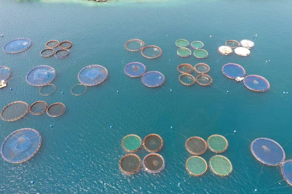 Aquaculture fish industry, Fish farming. Sea bass and sea bream growing in cages, aerial drone view.