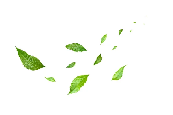 绿叶飘扬绿叶翩翩起舞空气净化器大气简单的主图 — 图库照片