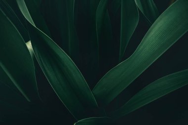 soyut yeşil yaprak dokusu, doğa arkaplanı, tropikal yaprak