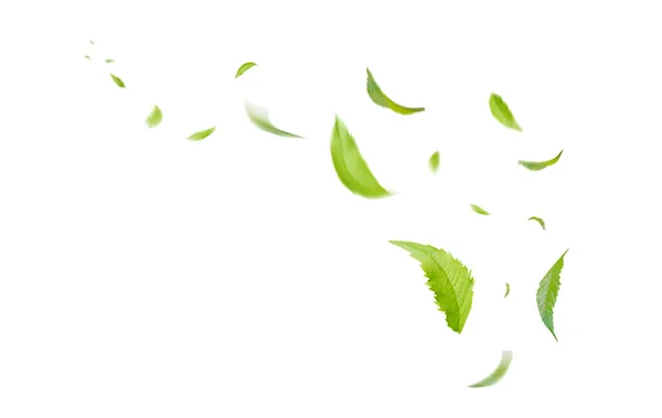 Green Floating Leaves Flying Leaves Green Leaf Dancing Air Purifier — Stock Photo, Image