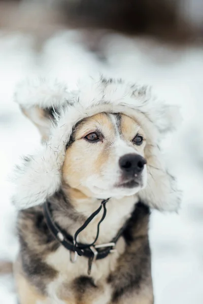 在雪地上戴着冬衣的狗 狗穿的时髦衣服 — 图库照片