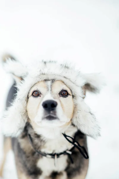 Hund Vinterpäls Hatt Snön Modekläder För Hundar — Stockfoto