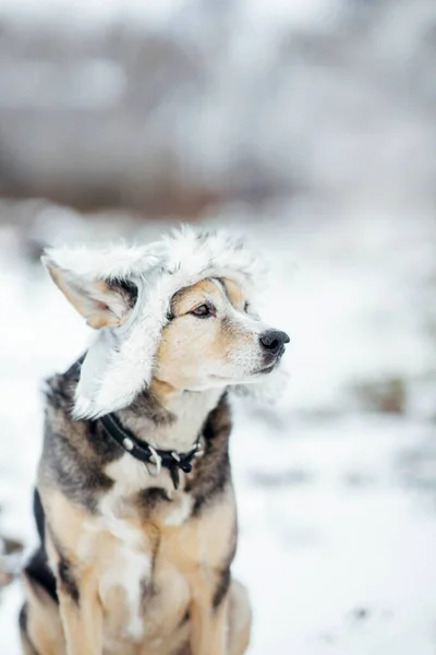 Pies Czapce Futra Zimowego Śniegu Modne Ubrania Dla Psów — Zdjęcie stockowe