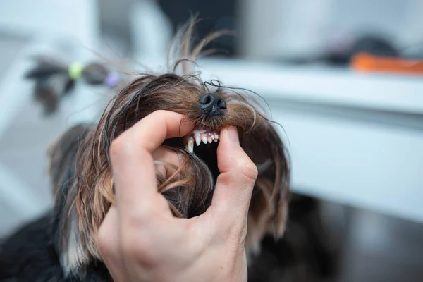 Dentes Duplos Pequeno Cão Terrier Yorkshire Problemas Dentários Dentes Leite — Fotografia de Stock