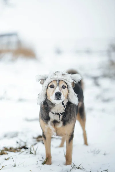 Jachthond Een Winterbontmuts Winter Buiten Sneeuw — Stockfoto