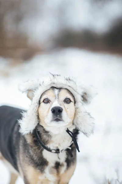 Охотничья Собака Зимней Меховой Шапке Зимой Свежем Воздухе Снегу — стоковое фото