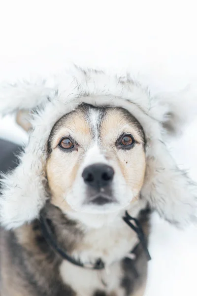Pies Myśliwski Czapce Futra Zimowego Zimą Świeżym Powietrzu Śniegu — Zdjęcie stockowe