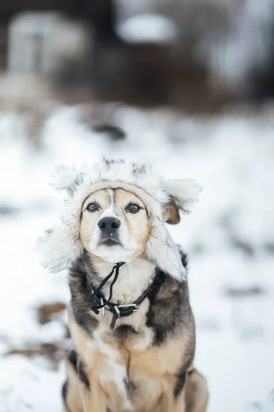 Lovecký Pes Zimním Kožešinovém Klobouku Zimě Venku Sněhu — Stock fotografie