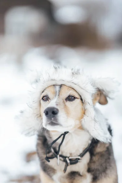 Cão Caça Chapéu Pele Inverno Inverno Livre Neve — Fotografia de Stock