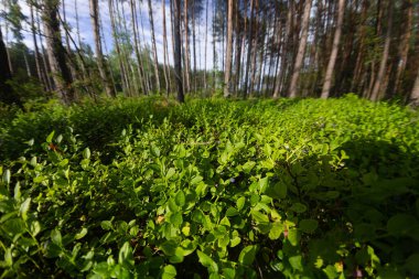 blueberry bushes in the summer forest on a sunny day.