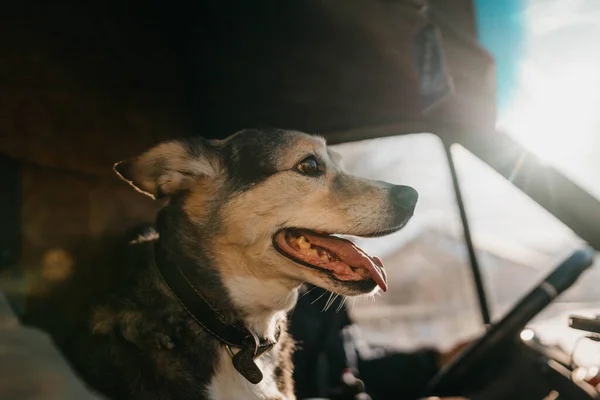 Собака Сонячний День Їде Машині Концепція Подорожі Домашнім Улюбленцем Вантажник — стокове фото