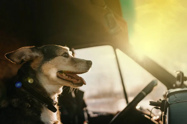 Cão Dia Ensolarado Passeios Carro Conceito Viajar Com Animal Estimação Fotos De Bancos De Imagens Sem Royalties