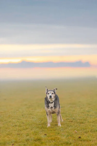 Samotny Pies Zachodzie Słońca Mglistej Pogodzie Koncepcja Bezdomnych Zwierząt Pomoc — Zdjęcie stockowe