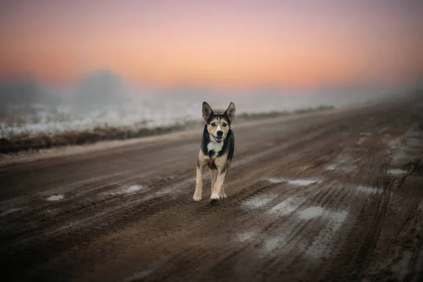 犬は霧の中の日没時に田舎道を走り孤独なペットの概念は — ストック写真