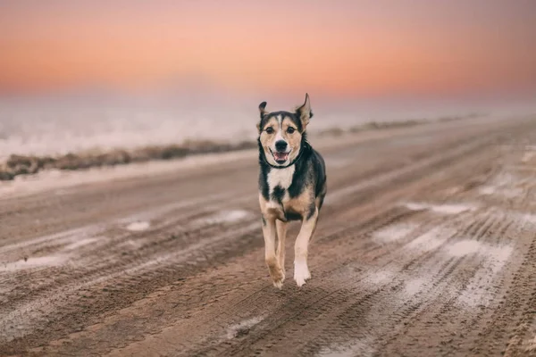 Perro Corre Largo Camino Rural Atardecer Niebla Concepto Una Mascota — Foto de Stock