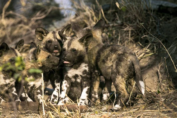 Группа Диких Собачьих Щенков Ликаон Пикус Облизывающих Друг Друга — стоковое фото
