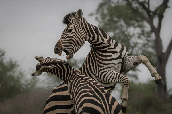 Due Zebre Equus Quagga Che Sollevano Sulle Zampe Posteriori Combattono — Foto Stock