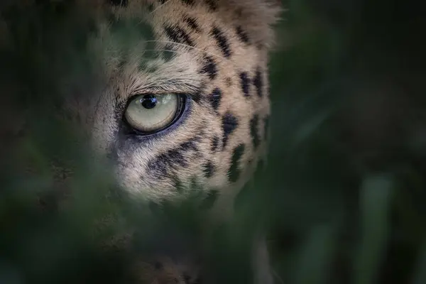 Leopardens Øye Panthera Pardus Som Ser Gjennom Grønne Naturlige Rammer – stockfoto