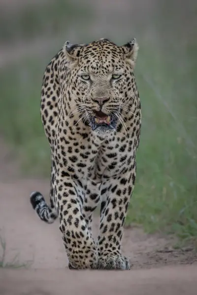 Egy Férfi Leopárd Panthera Pardus Kamera Felé Sétál Közvetlen Pillantással — Stock Fotó