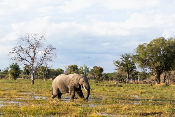 Ein Elefant Watet Durch Sümpfe Einem Naturschutzgebiet — Stockfoto