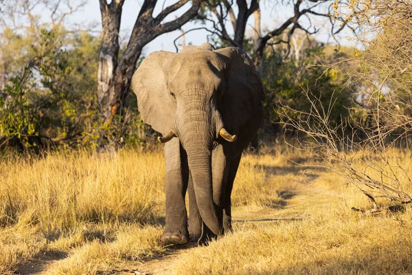 Одно Животное Loxodonta Africanus Зрелый Африканский Слон — стоковое фото