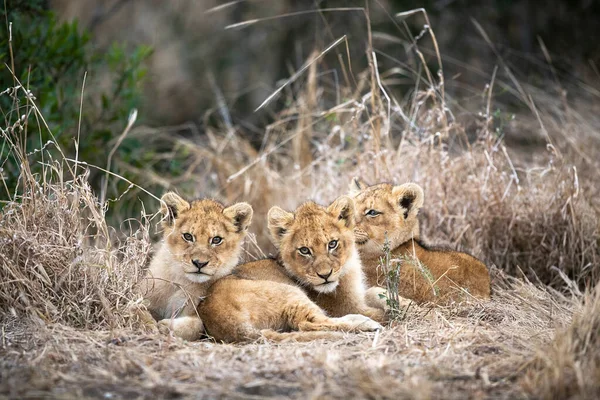Львиные Детеныши Panthera Leo Собираются Вместе Сухой Траве — стоковое фото