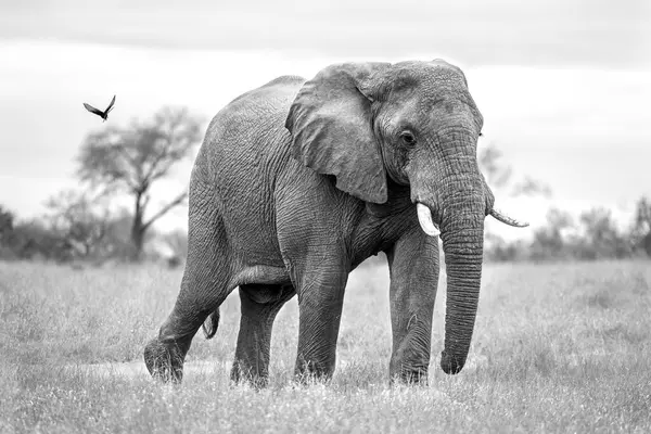 Ένας Ελέφαντας Loxodonta Africana Αυτιά Σμιλεμένα — Φωτογραφία Αρχείου