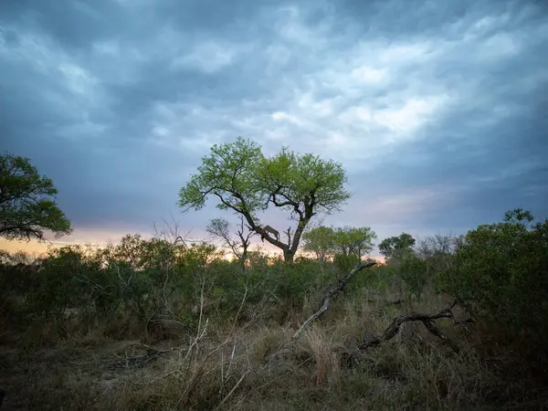 Eine Landschaftsaufnahme Eines Leoparden Panthera Pardus Einem Baum Mit Seiner — Stockfoto