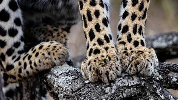 Die Füße Eines Leoparden Panthera Pardus Stehen Auf Einem Ast — Stockfoto