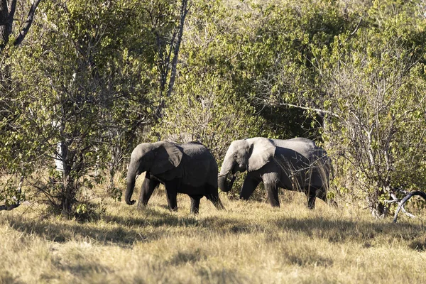 Два Зрелых Слона Loxodonta Africanus Бродят Болотам — стоковое фото