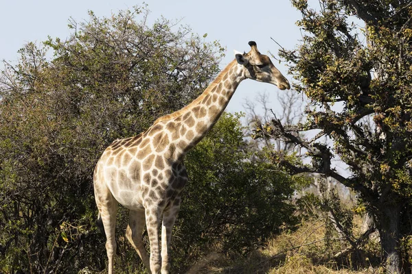 Bir Zürafa Zürafa Bir Ağacın Üst Dallarında Otlayan Bir Camelopardalis — Stok fotoğraf