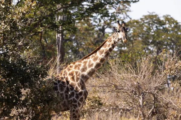 Giraffa Delta Dell Okavango Botswana — Foto Stock