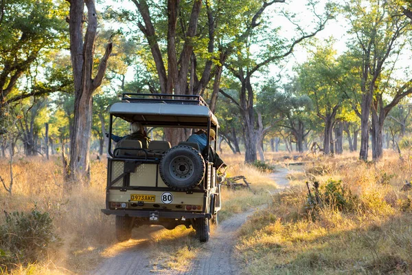 Jízda Safari Cestě Křovím Úsvitu — Stock fotografie