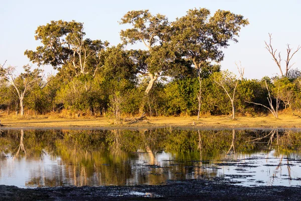 Paisaje Humedales Árboles Reflejados Aguas Tranquilas Delta Del Okavango —  Fotos de Stock