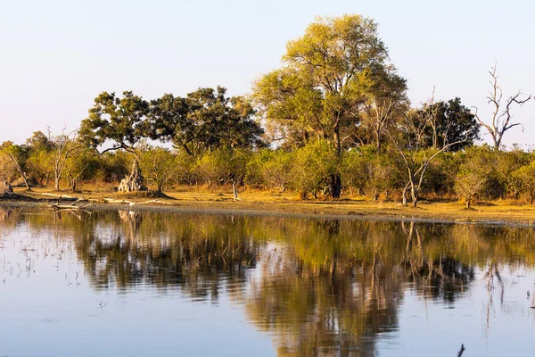 奥卡万戈三角洲的景观 反映在平静水中的树木 — 图库照片