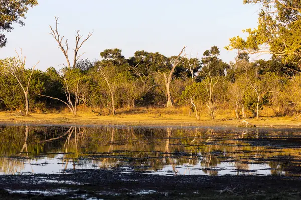 Landschap Wetlands Bomen Weerspiegeld Rustig Water Okavango Delta — Stockfoto