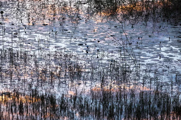 Reflexionen Auf Der Wasseroberfläche Sonnenlicht Und Schilf — Stockfoto