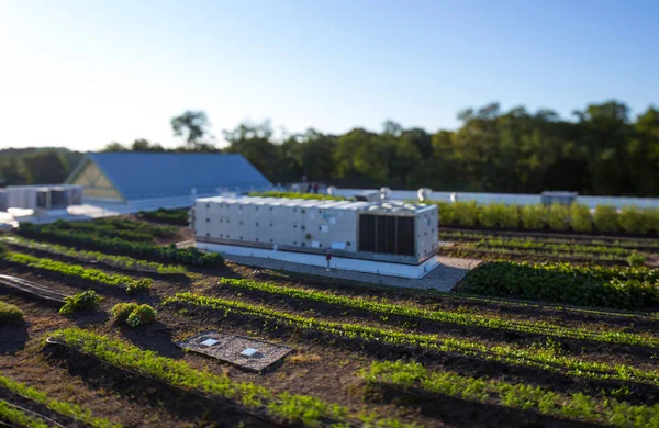 Gemüse Das Auf Einem Bio Bauernhof Wächst Erhöhter Blick Auf — Stockfoto