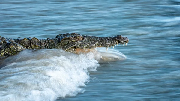 Crocodile Crocodylus Niloticus Opens Its Mouth Whilst River — Stock Fotó