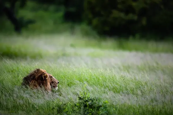 Male Lion Panthera Leo Lies Tall Green Grass — Stock Photo, Image