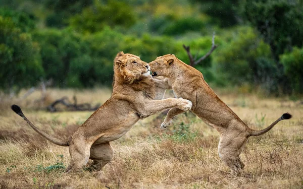 Two Lions Panthera Leo Fight Each Other — Stock Photo, Image