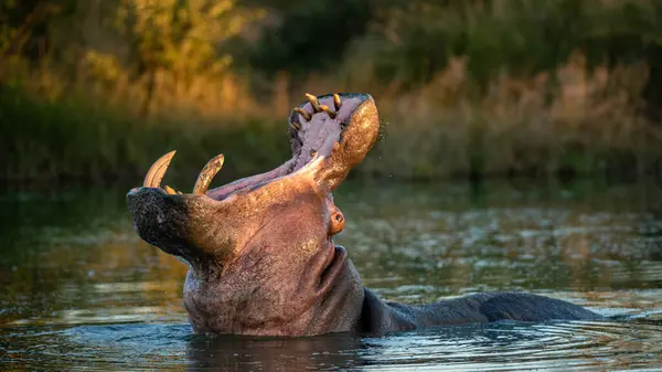 Hippo Hippopotamus Amphibius Head Back Mouth Open Yawning — Fotografia de Stock