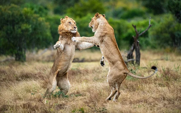 Два Леви Panthera Leo Ються Один Одним — стокове фото